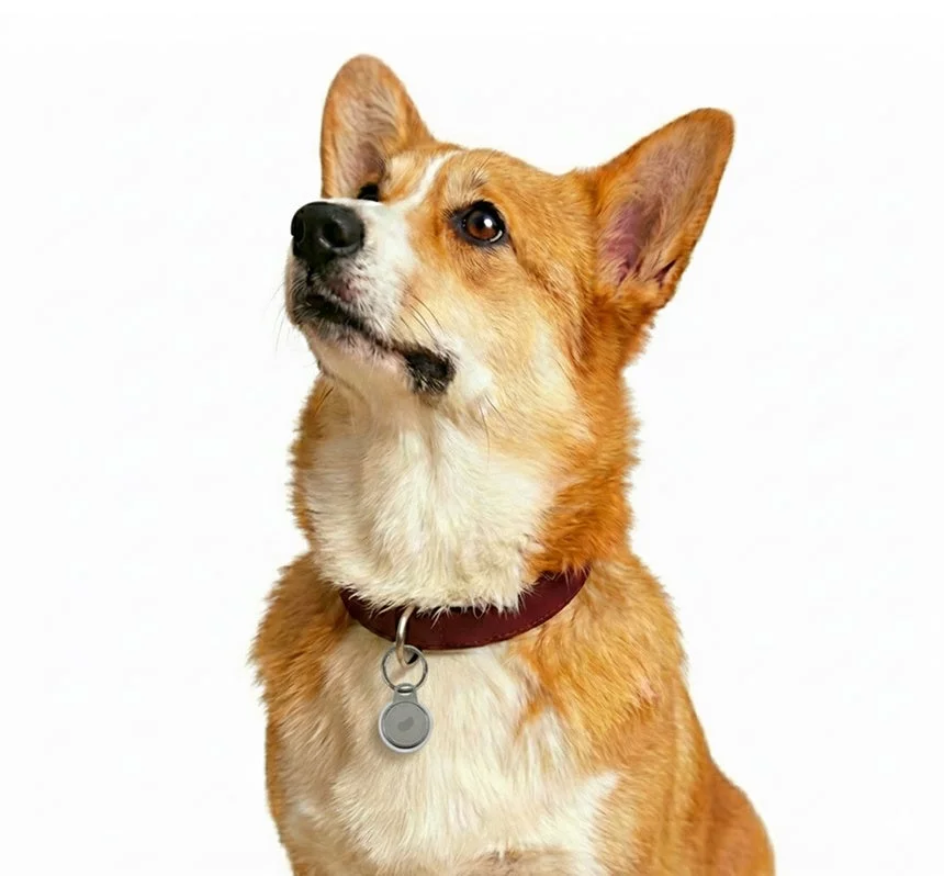 犬の首輪に付けられたTag.O